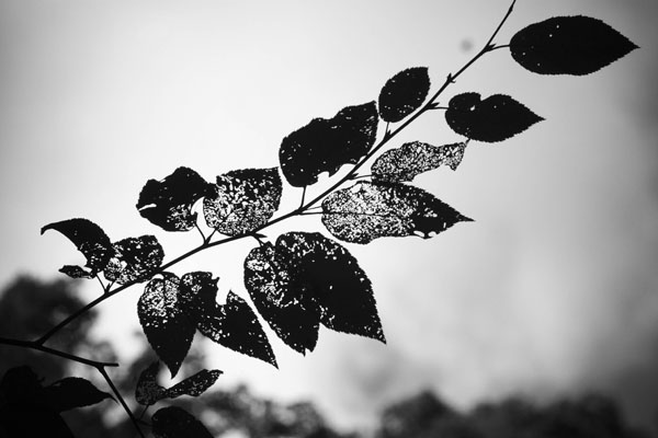 black and white pictures of nature. Tagged with: lack and white,