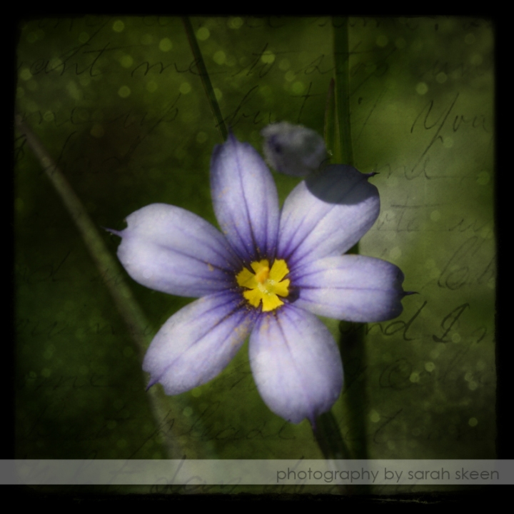 purple flower watermarked